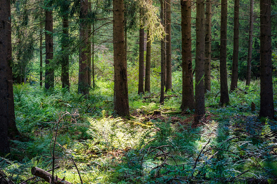 Strategy session in forrest